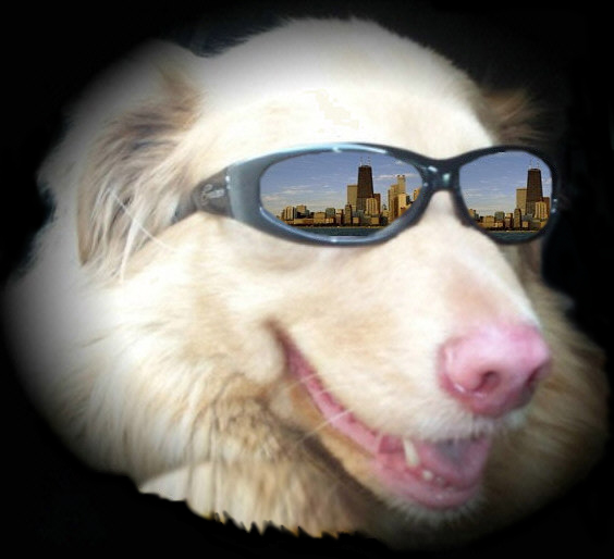 coolest dog on the planet